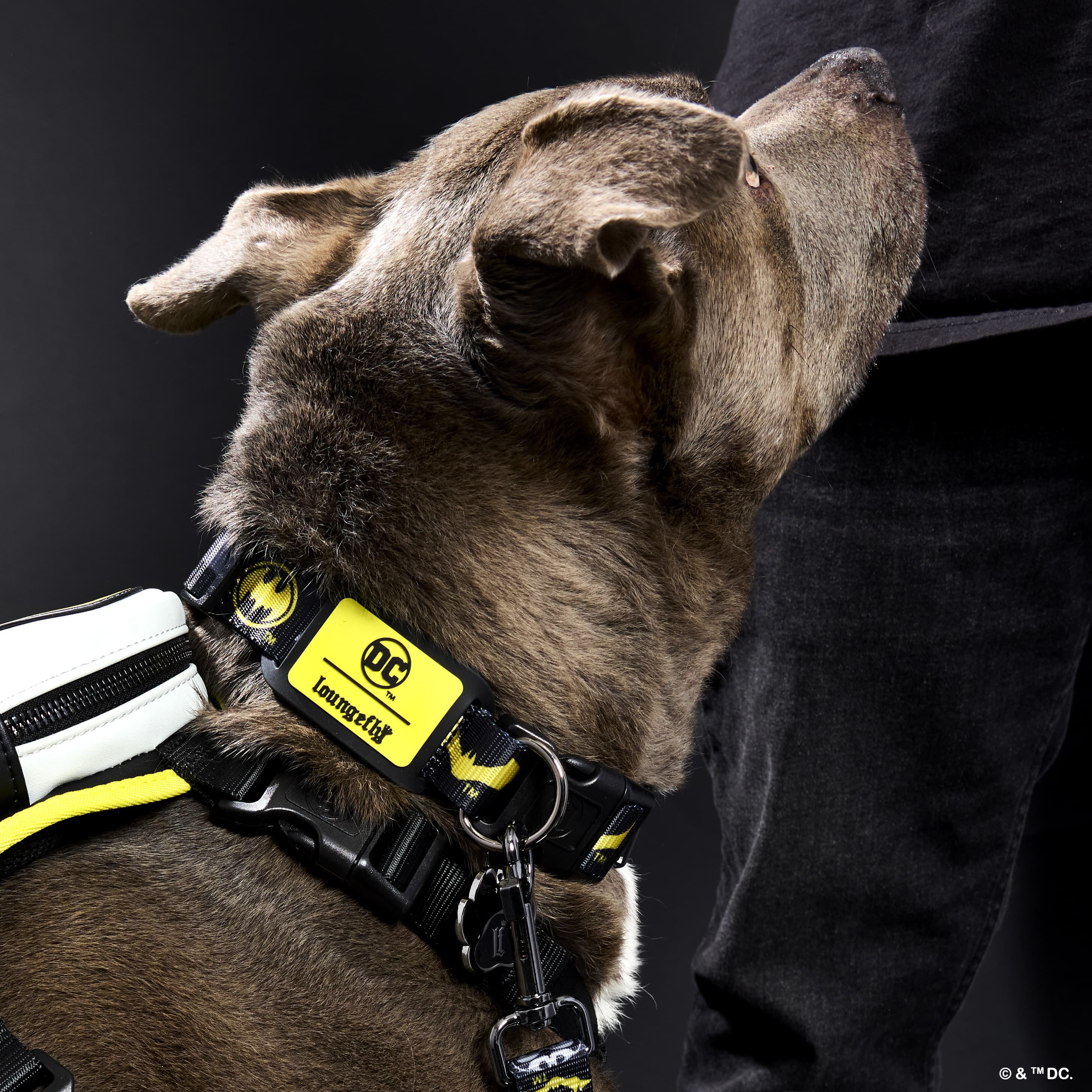 Batman dog collar sales