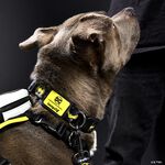 DC Comics Batman™ 85th Anniversary Dog Collar, , hi-res view 2