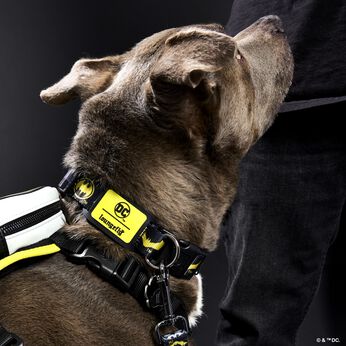 DC Comics Batman™ 85th Anniversary Dog Collar, Image 2