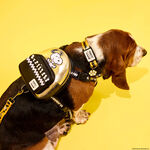 Peanuts 75th Anniversary Snoopy & Gang Dog Harness, , hi-res view 2