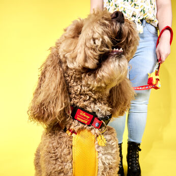 Winnie the Pooh Dog Collar, Image 2