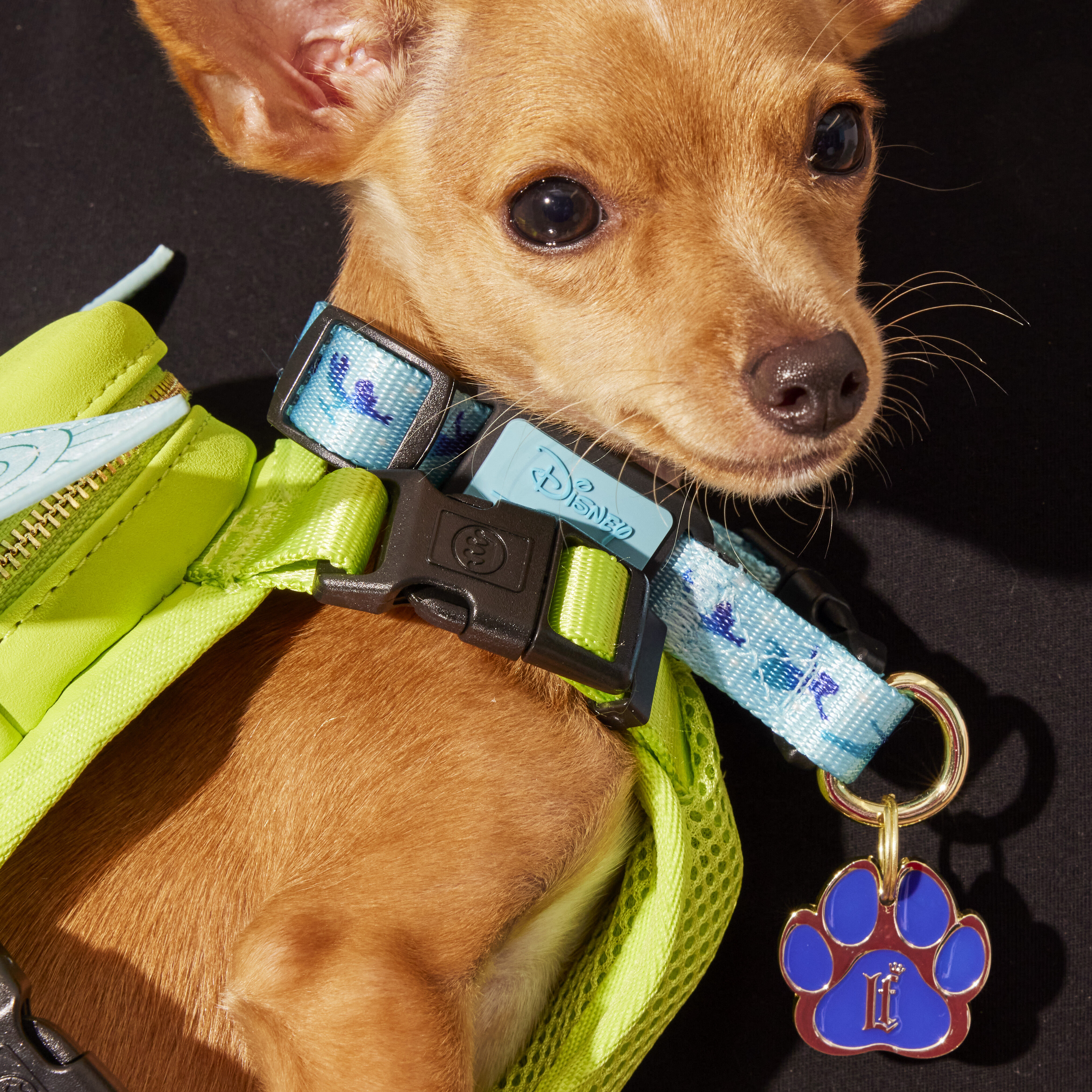 Flying dog dog collars online