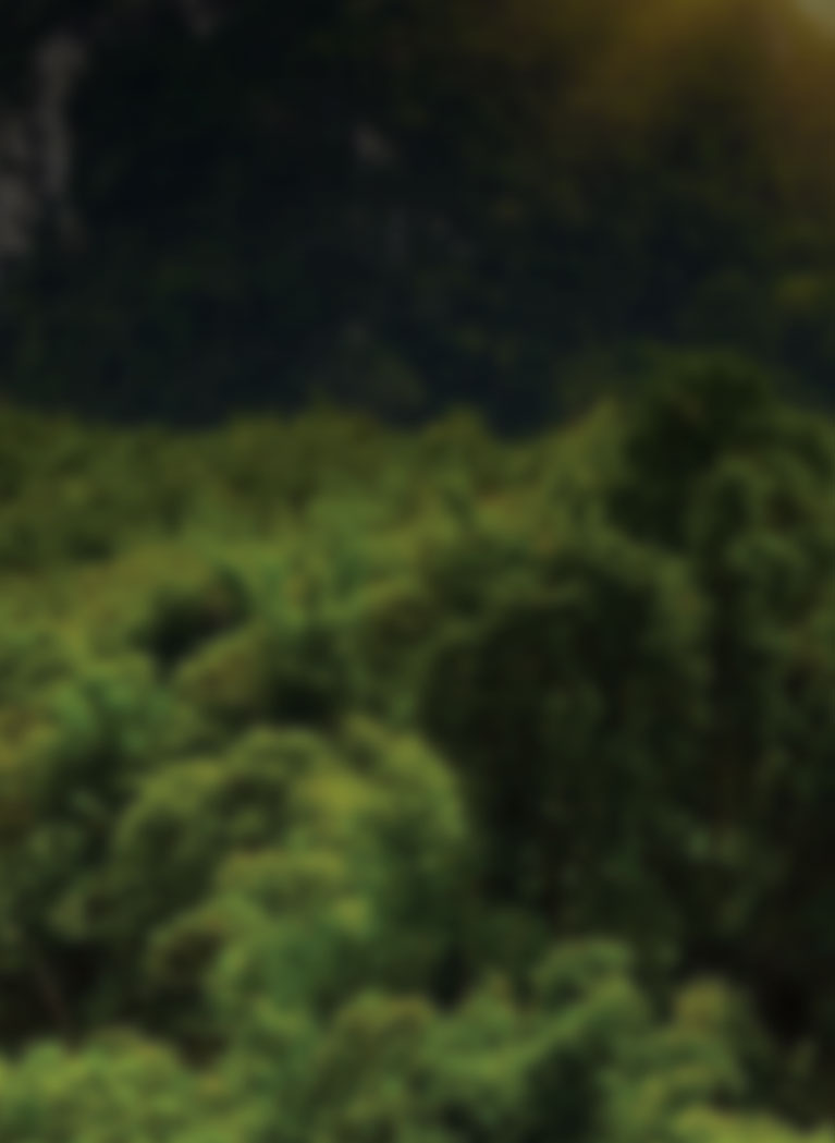 Tropical background with sunrise and blurred overlay