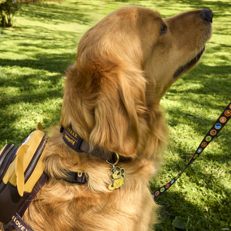 Golden retriever outside wearing the Loungefly Pixar Up Dug Dog Harness and Dug Dog Collar with enamel Dug charm and enamel Loungefly paw print charm.