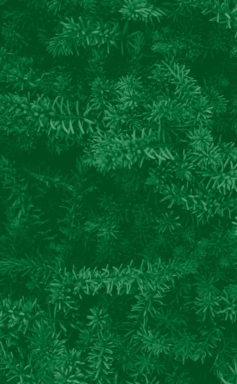 Dark Green pine tree background