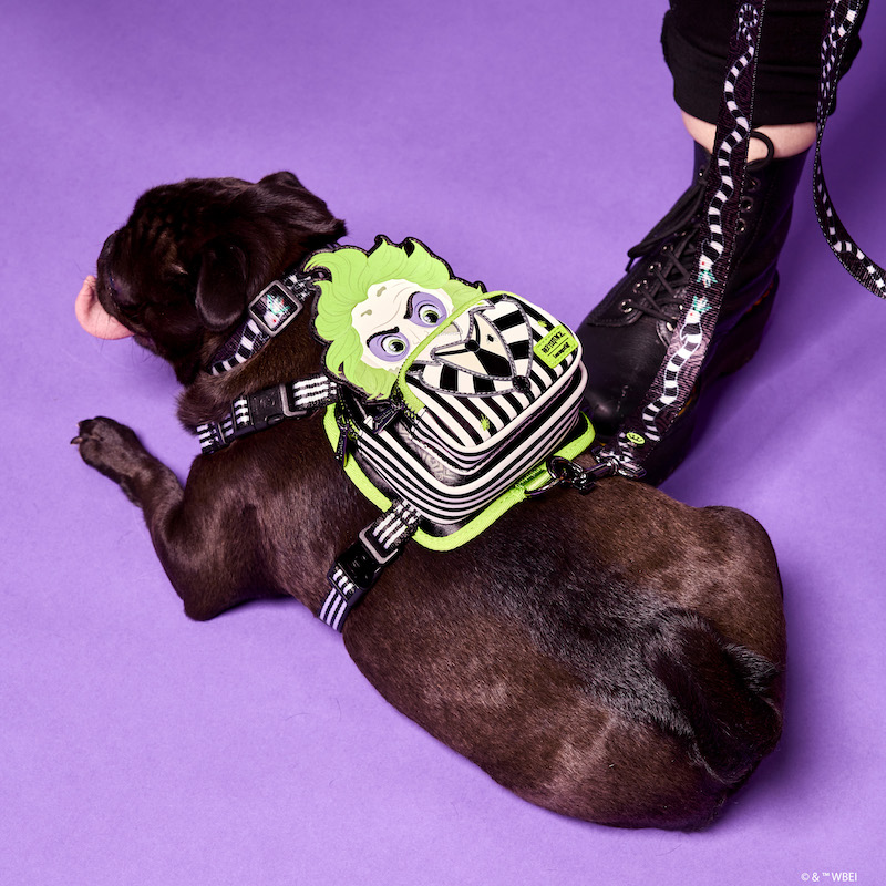 Black pug sitting on a purple background wearing the Beetlejuice Cosplay Mini Backpack Dog Harness, featuring Beetlejuice in appliqué detail on the harness