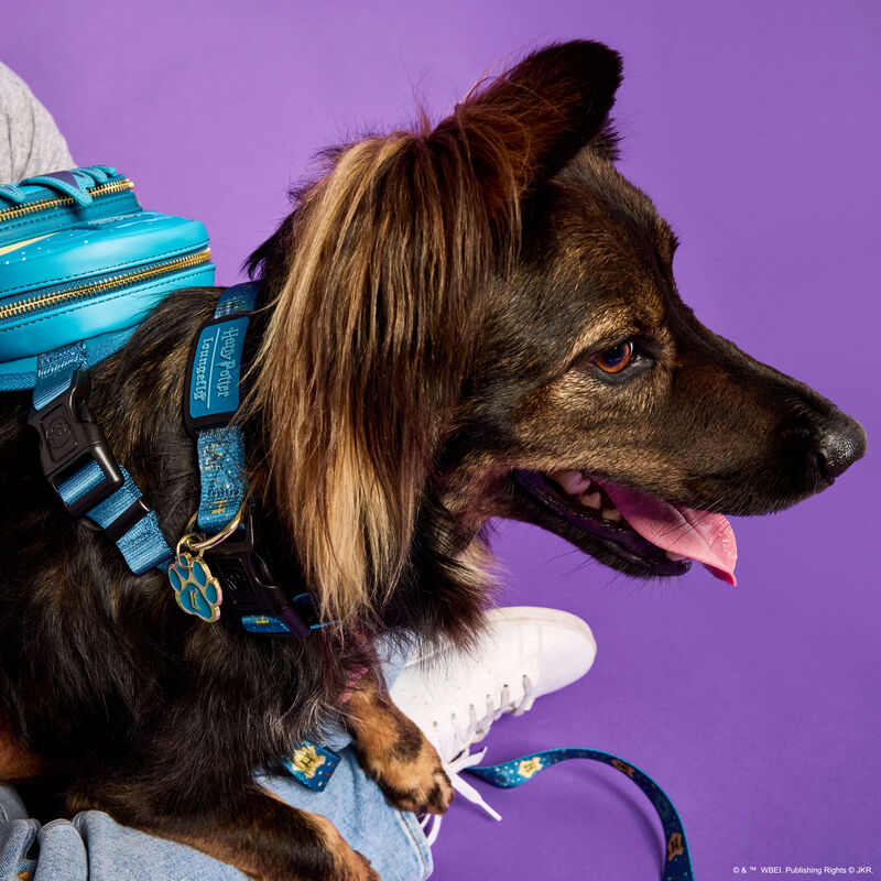 Close up of brown dog wearing the Loungefly Harry Potter Hogwarts Castle Dog Collar. The dog sits against a purple background.